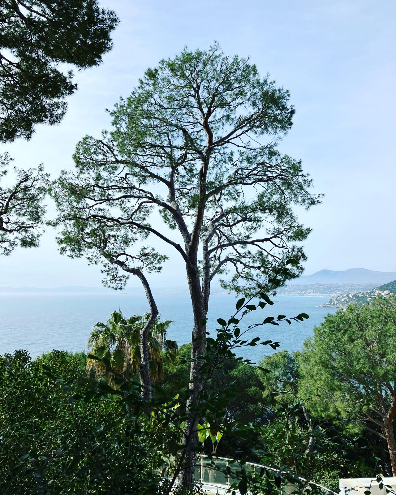 Élagage Saint-Jean-Cap-Ferrat